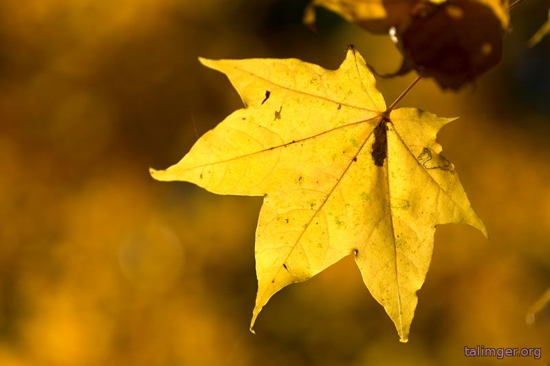Почему желтеют листья у комнатных растений?